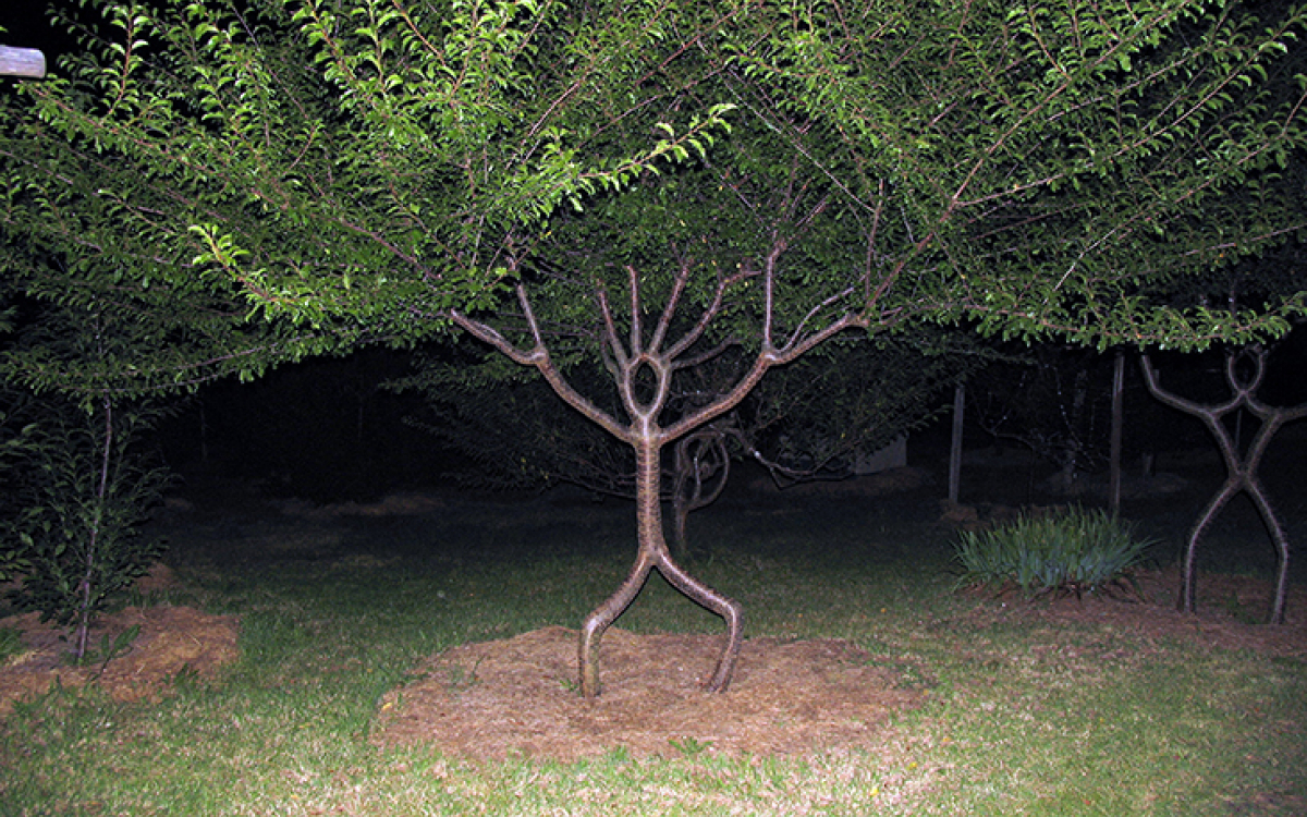 A tree that looks like a human, 2009 (planted in 1998). Photo by Becky Northey