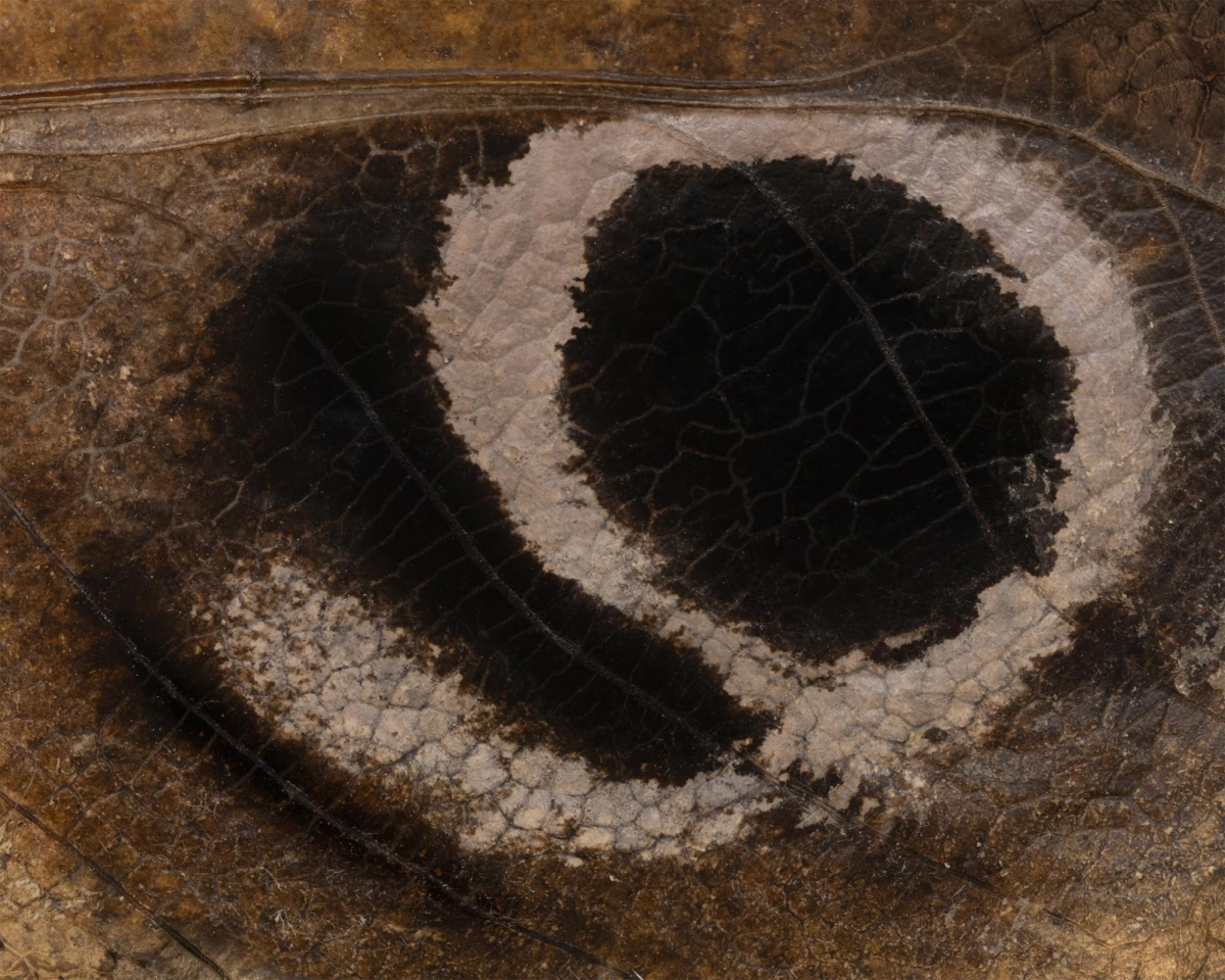 Jeffrey Stuker, Mantis Te Vidit, 2026; 70mm film slide presentation. Image courtesy of the artist.